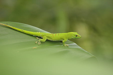 Salamander, amfibi, daun, hijau, fotografi satwa liar, kebun binatang, Zurich