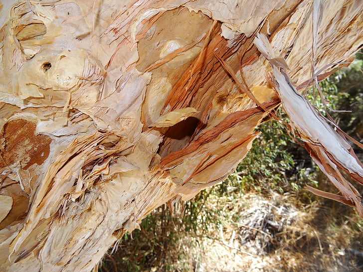 paper bark tree, paper bark, australia