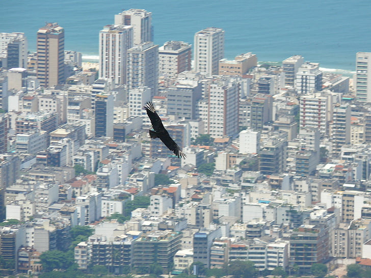 Brazylia, Rio de janeiro, ptak w locie
