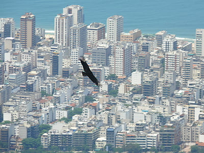 브라질, 리오 데 자네이, 비행 중에 새