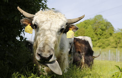 Як, теленок, говядина, крупный рогатый скот, Сельское хозяйство, Швейцария, Луг