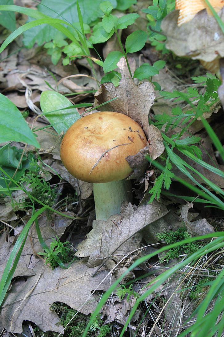 brittlegill, foetens, inedible, poisonous, russula, stinking, mushroom fungi