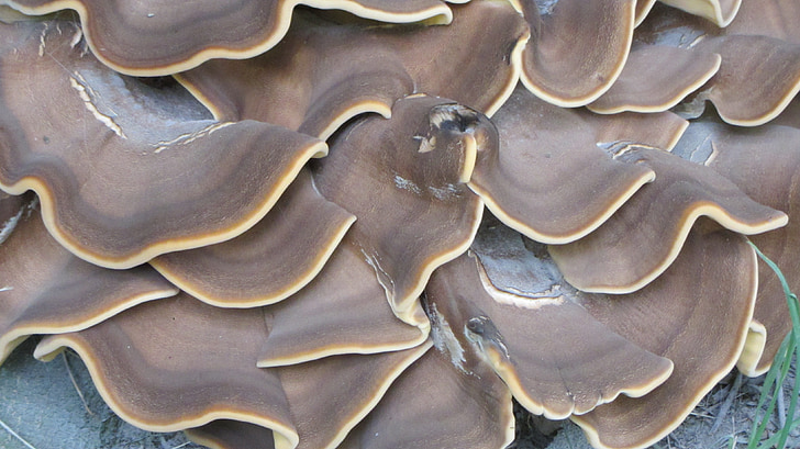 mushroom, nature, forest