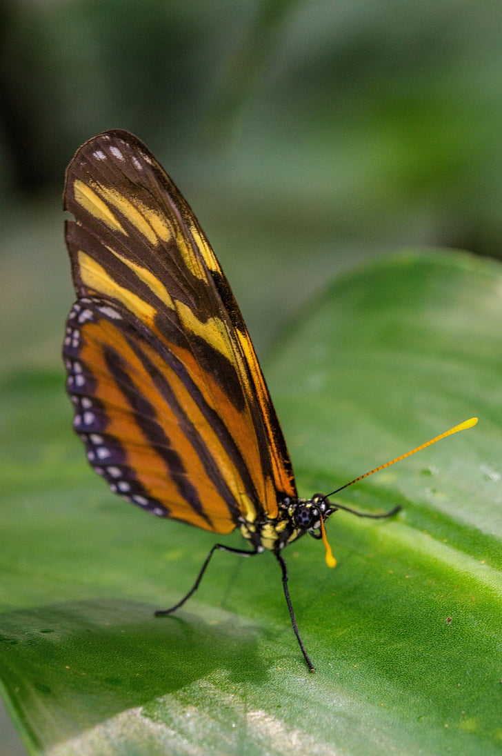 Забележка-страст пеперуда, пеперуда, tithorea хармония