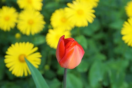Tulip, blomst, rød, våren, blomster, vårblomster, gule blomster