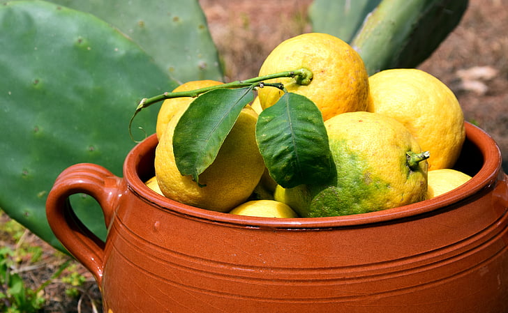 レモン, サボテン, 粘土の鍋, レモン収穫, 地中海, フリッシュ, 新鮮なレモン