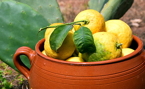 лимони, кактус, гърне, лимон реколта, Средиземно море, Фриш, пресни лимони