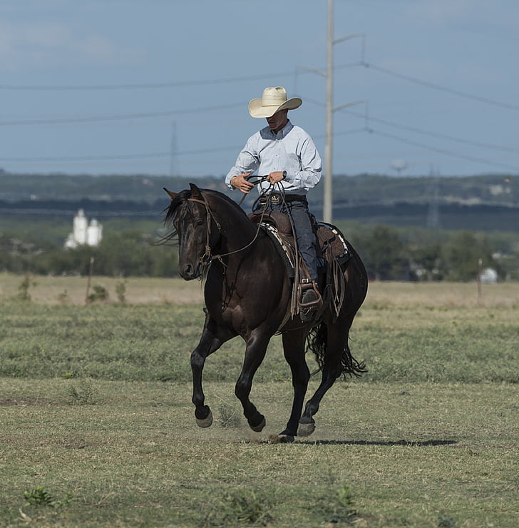 kovboj, Quarter horse, trenér, ranč, západní, klobouk, zvíře