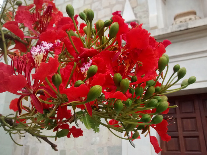flamboyán, květ, červený květ, Delonix regia