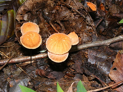 mushroom, forest, leaves, fungus, toadstool, autumn, nature