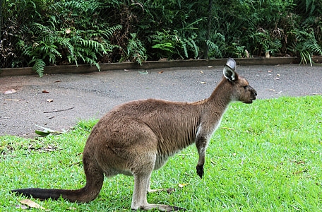 kangoeroe, gras, dier