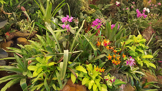 orchids, flower, botanical garden, floral, bloom, nature, tropical
