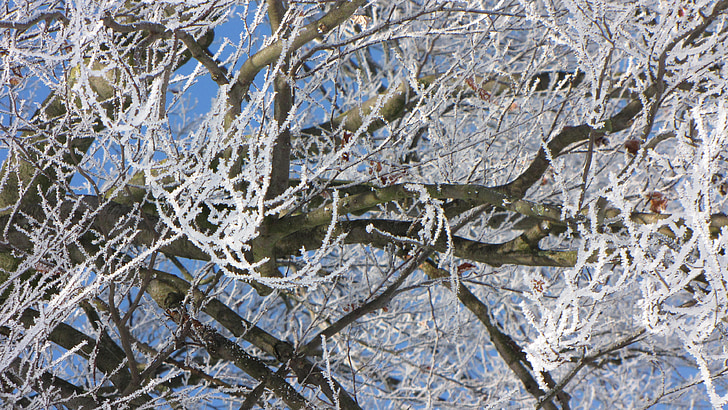 musim dingin, pohon, embun beku, salju