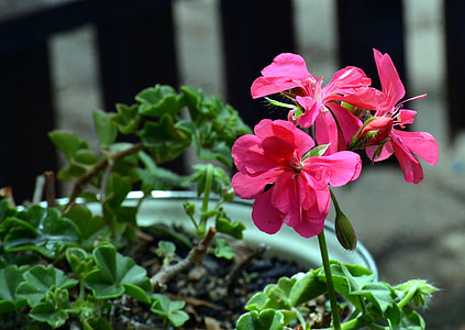 Geranium, ogród roślina, Kwitnienie