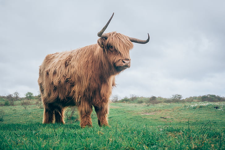 photo, brown, yak, animals, cattle, highland, fur