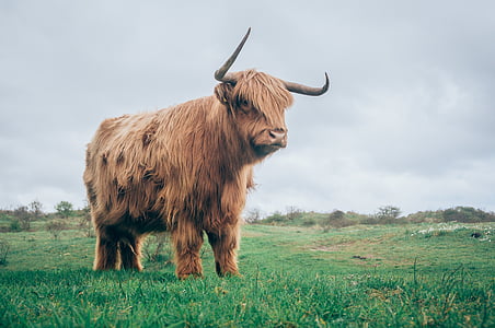 foto, coklat, yak, hewan, ternak, Highland, bulu