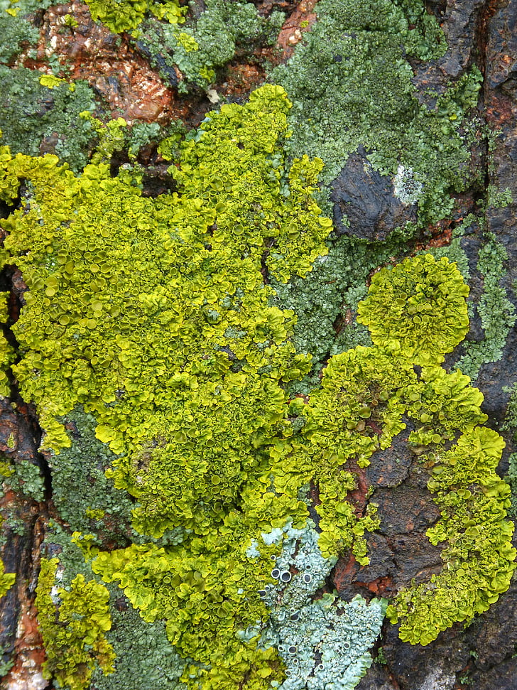 lichen, licheni, fundal, textura