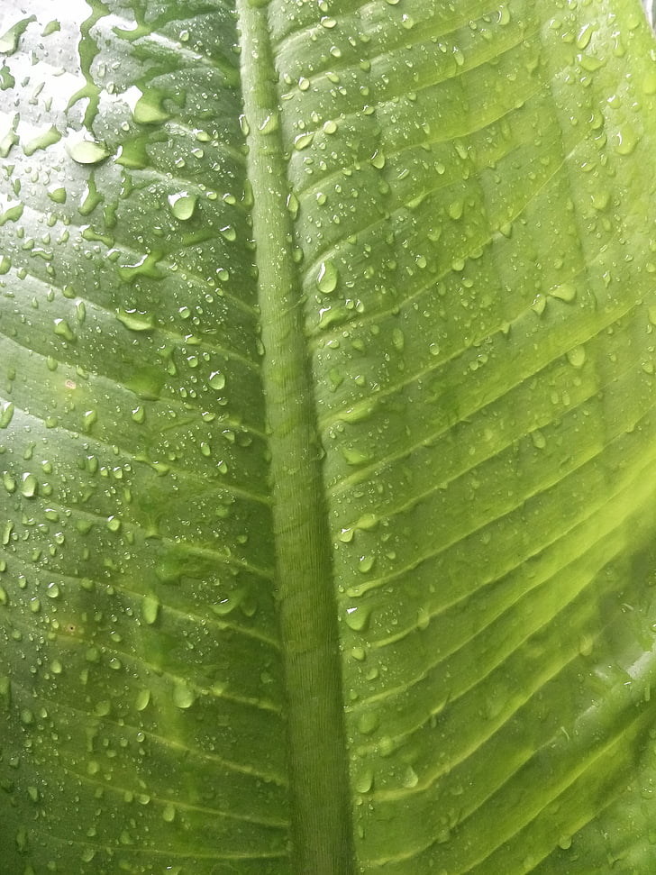 deszcz, krople wody, zielony, Jesienne liście