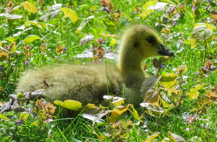 animals, chicks, goose, young goose, goslings, cute, grass