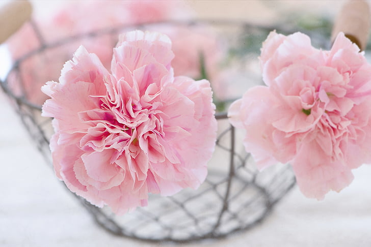 cloves, flowers, blossom, bloom, pink, petals, basket