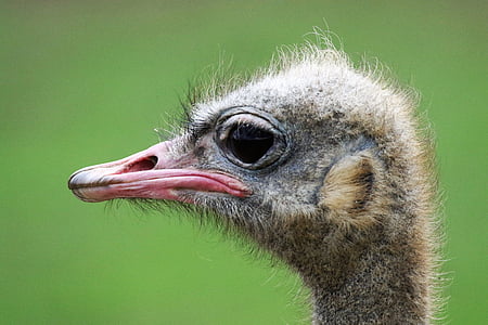 avestruz, cabeza de avestruz, pájaro, gracioso, cara, animal, cabeza
