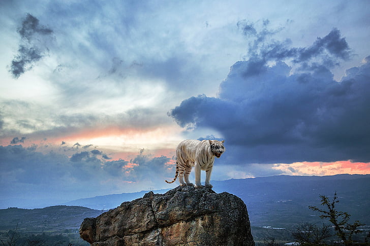 λευκή τίγρη, ροκ, ψηλό βουνό, βουνό, βράχια, πέτρες, φύση