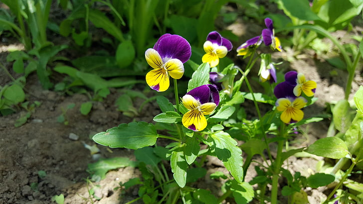 maceška, maceška květina, violka trojbarevná, macešky, žlutá maceška, Purple pansy, zahradní maceška