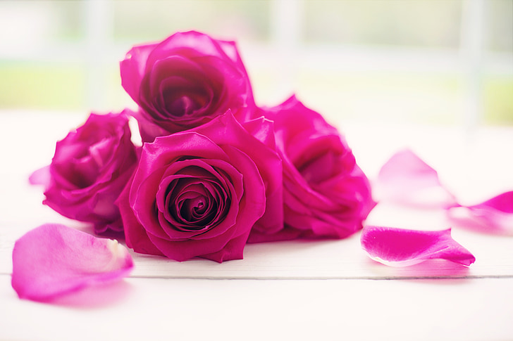Rose, petali di, fiori, fioriture, fiori, matrimonio, primavera