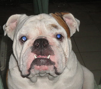 bulldog inglés, Bulldog, mascota, perro, animal, adorable, lindo