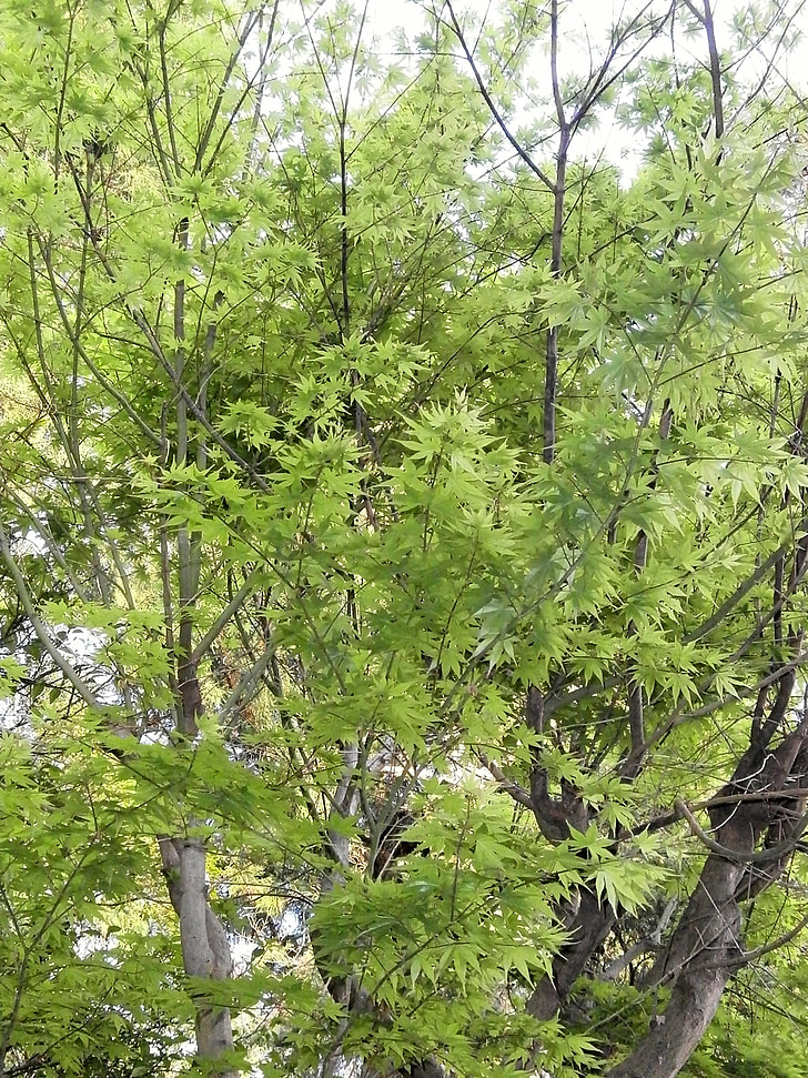 Maple, verde, verde fresco, folha de plátano, arboreto