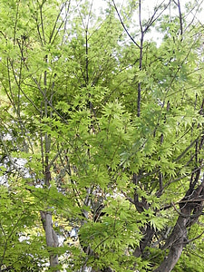 Maple, màu xanh lá cây, màu xanh lá cây tươi, lá phong, Arboretum
