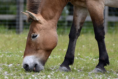 Przewalski, άγριο άλογο, βοσκότοποι, φάτε, βόσκουν, θηλαστικό, ζώο