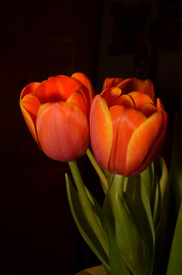 квіти, Tulip, помаранчевий, здорове харчування, рослинні, немає людей, свіжість