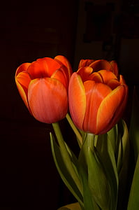 Hoa, Tulip, màu da cam, ăn uống lành mạnh, thực vật, không có người, tươi mát