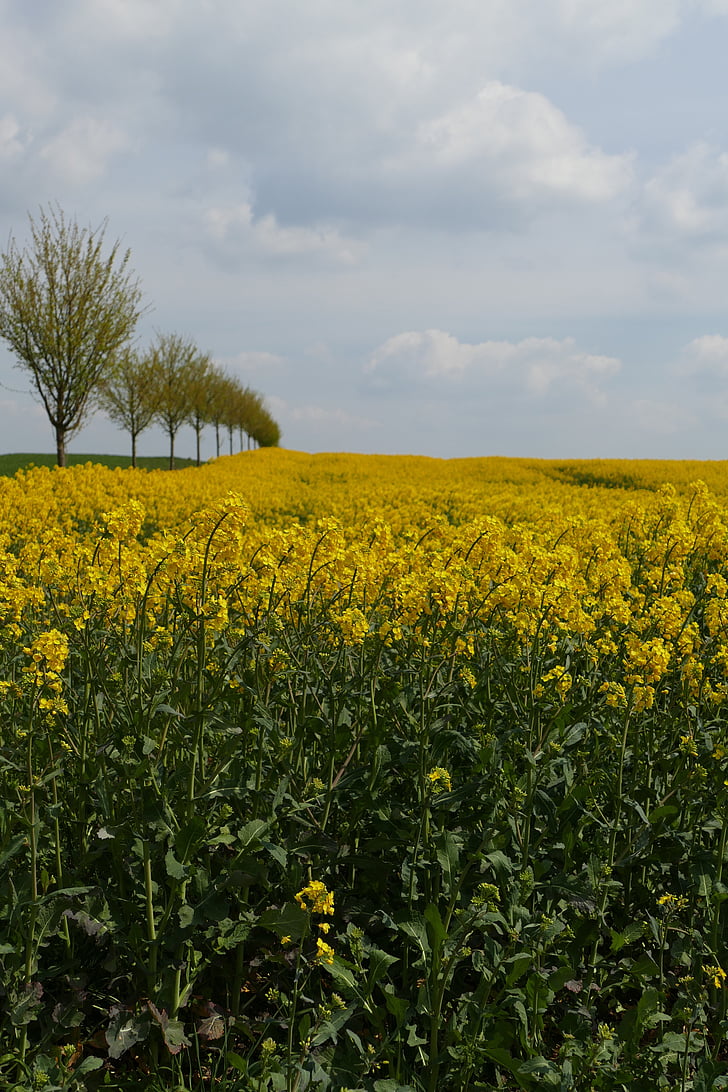 oilseed rape, blossom, bloom, agriculture, rare plant, crop, spring