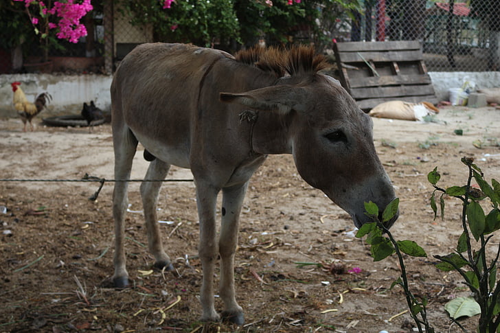 animals, donkey, poverty, field