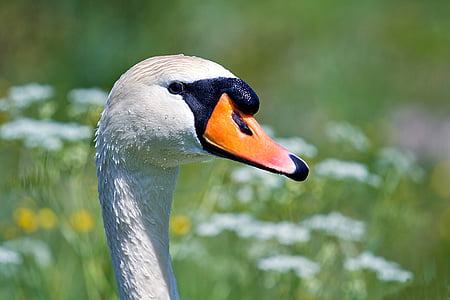 swan, wildlife photography, water bird, bird, swans, schwimmvogel, animal world