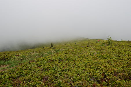 landscape, mountains, nature, forest, vegetation, spring, the fog