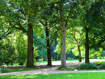 strom, Príroda, Relax, chôdze, letné, Park, Forest