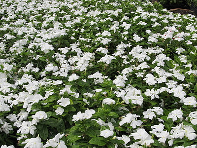 bigorneau, Messe, la plantation, blanc, plante, vert, fleurs