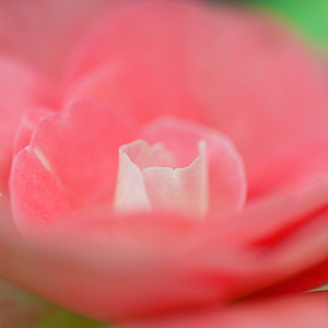 rose, petal, pink, passion, flower, macro, nature