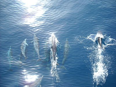 Delfín, Já?, oceán, ryby, volně žijící zvířata, modrá, Příroda