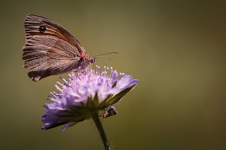 sommerfugl, Meadow brown, edelfalter, Satyrinae, dyr, insekt, Flight insekt