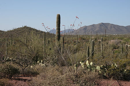 desert, cactus, arizona, landscape, desert landscape, arizona desert, travel