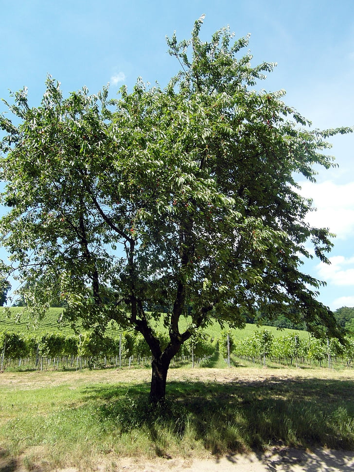Odenwald, cereja, frutas, árvore de fruta, vinho, Verão, caminhadas
