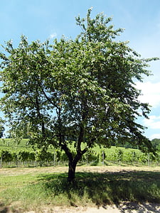 Odenwald, cirera, fruita, arbre fruiter, vi, l'estiu, Senderisme
