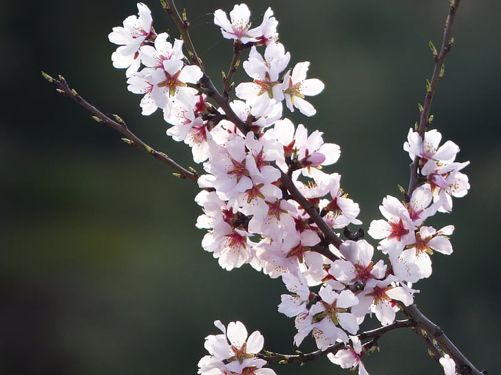 almond flower, almond tree in blossom, flowery branch, florir, beauty, flower, blossom