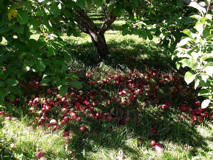 jablka, Příroda, strom, zelená, Ovocný sad, venku, červené jablko