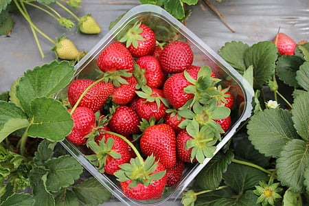 fraises, jardin, ferme, fraise, organique, fruits, vert