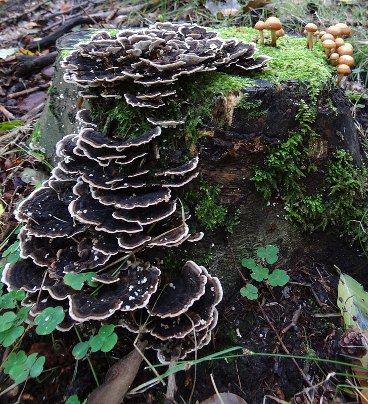 mushroom, autumn, forest, deadwood, europe, porling, tree fungus